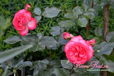 Romantic Antike – Grace Rose Farm