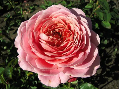 Rose Plant \"Sunny Antike” | 阳光古董