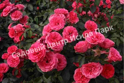 Antike Garden Roses | DIY Wedding Flowers | Flower Moxie