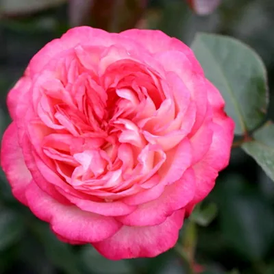 Пионовидная роза Карамел антик Caramel antike | купить недорого | доставка  по Москве и области