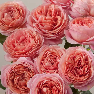 Карамель Антик (Caramel Antike) - Пионовидные розы - Розы - Каталог
