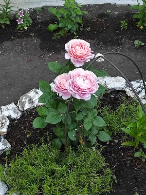 Роза 'Антик 89' (плетистая, шраб) (розовая) купить по цене 750,00 руб. руб.  в Москве в садовом центре Южный