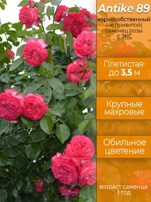 Главная \"королева\" у меня в саду - роза 'Антик 89' (Антик Роуз, Antique или  Antique 89) | Plants, Garden, Peppercorn