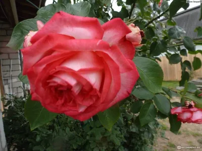 Роза Романтик Антик (Romantic Antike) | Розы и другие цветы | Дзен