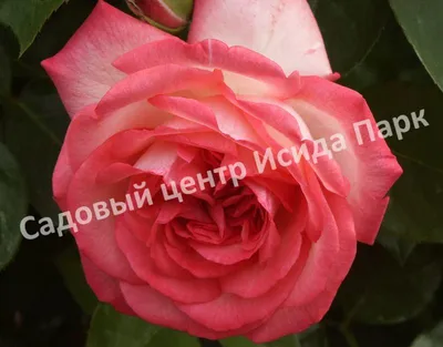 Premium Pink Antike Garden Roses | GlobalRose
