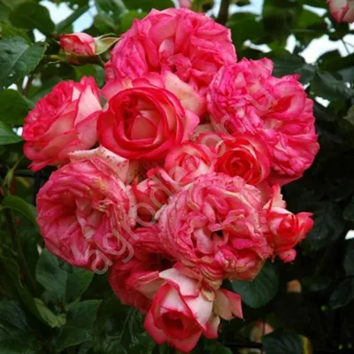 Роза плетистая Antike (Антик) 990 руб. AGRO1106