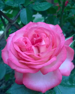 Роза Романтик Антик (Romantic Antike) | Розы и другие цветы | Дзен