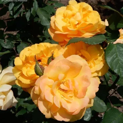 Celebration of Roses, January 1: Antike 89 (KORdalen) – Hedgerow Rose®