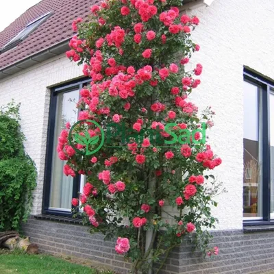 Romantic Antike Garden Roses l Florabundance Wholesale Flowers