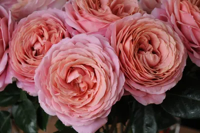 Роза `Антик 89`, Rosa `Antike 89` | СадПарад