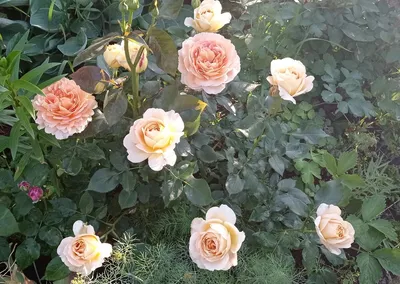 Саженцы розы Антик купить в Москве в питомнике, растения по цене от 500 руб.