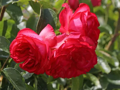 Романтик Антик (Romantic Antike) купить элитные розы садовая роза купить