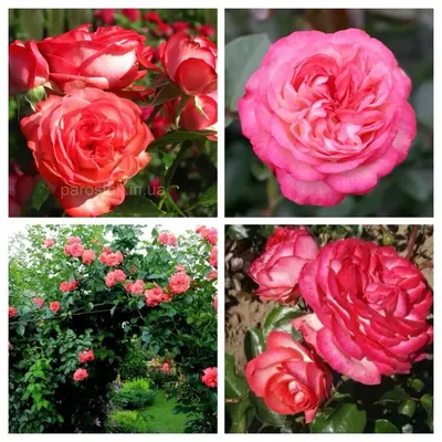 Купите Роза Антик 🌹 из питомника Долина роз с доставкой!