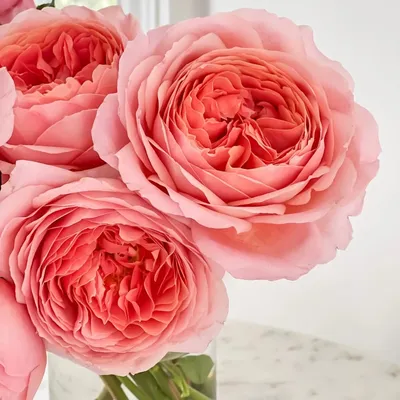 Саженцы розы плетистой Антик (Antike) купить в Москве по цене от 1 800 до  3060 руб. - питомник растений Элитный Сад