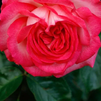 Романтик Антик (Romantic Antike) - Пионовидные розы - Розы - Каталог