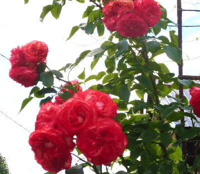 Роза плетистая Антик – купить в питомнике по цене 492 ₽