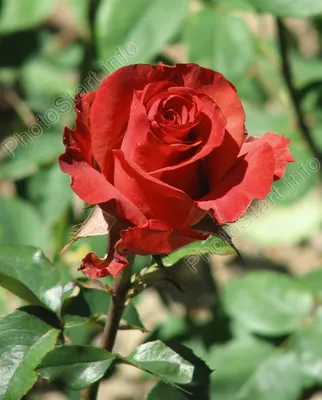 Фото \"Бутон розы Анжелика (Angelique).\" :: ФотоСтарт - сайт любительской  фотографии: фото цветов, роз, хризантем