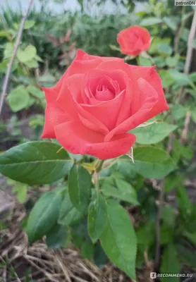 Роза чайно-гибридная Анжелика / Angelique (Kordes) - «Коралловая красотка с  характером - роза Анжелика.» | отзывы