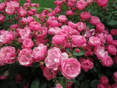 Роза флорибунда Анжела в садовом центре \"Зеленый ПоСад\"
