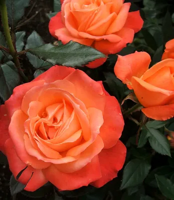 Роза чайно–гибридная Анжелика в садовом центре