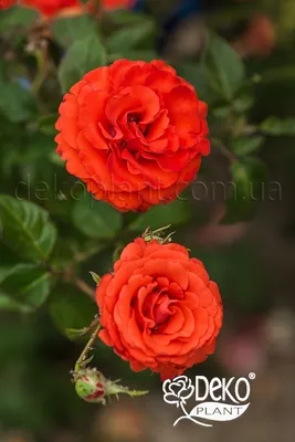 Олинкин сад - Роза Анжела (Angela)- одна из самых любимых роз в моем саду.  Повторноцветушая, морозоустойчивая розовая флорибунда. Присоединяюсь к  флешмобу #пугаемзимурозами #розывмоемсаду🌹❤️🌹 #розы #любимыерозы |  Facebook