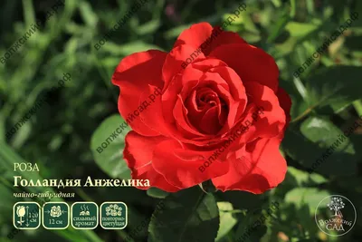 Роза чайно-гибридная сорт \"Анжелика\" оранжевая