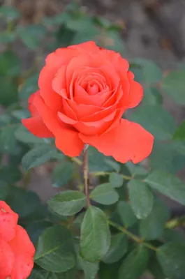 Роза Голландия Анжелика (ч.-гибрид, розов)