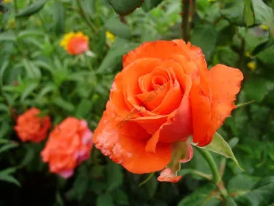 Роза чайно-гибридная Анжелика (ANGELIQUE) (ID#5932833), цена: 10 руб.,  купить на Deal.by