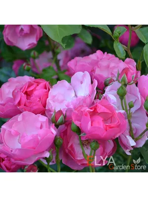Роза чайно-гибридная Анжелика (Професійне насіння) купить в Украине - цена,  фото, отзывы | Agrolife