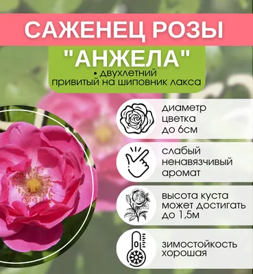 Роза чайно-гибридная Анжелика Волжский Сад