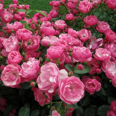 Роза Angelica (Анжелика) - Чайно-гибридные - Саженцы роз, ягодных,  фруктовых и декоративных культур - Dekoplant
