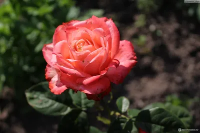 Купить саженцы Роза флорибунда Анжела с доставкой! | Florali-Flor