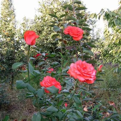 Троянда Анжеліка (Angelique) ᐉ купити з доставкою поштою по Україні в  розпліднику Біосад