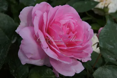 Садовая роза. Фотограф Анжелика