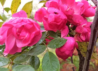 Саженцы розы анжелика купить в Москве по цене от 690 рублей