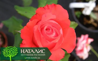 Роза флорибунда Анжела – купить за 1 200 ₽ | Раздолье-садовода.рф