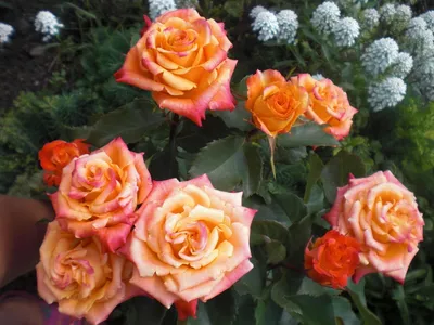 Роза Angela (Анжела) – купить саженцы роз в питомнике в Москве