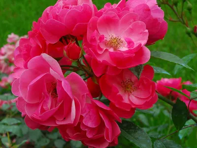 Роза чайно-гибридная 'Angelique' (Анжелика) - купить в питомнике растений  НАТАЛИС