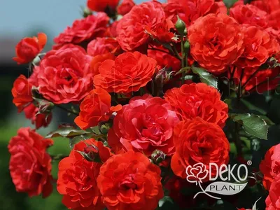 Роза Angelica (Анжелика) - Чайно-гибридные - Саженцы роз, ягодных,  фруктовых и декоративных культур - Dekoplant