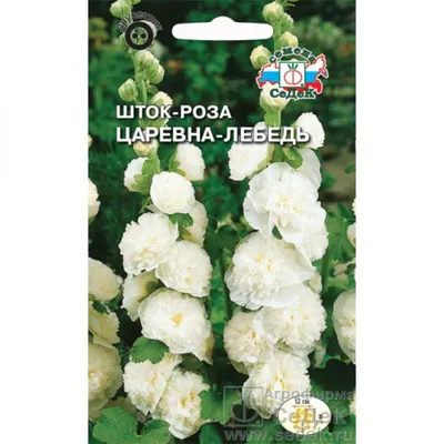 Цветок Роза белая малая
