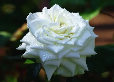 Саженцы розы чайно гибридная Белая Лебедь (White Swan) купить в Москве по  цене от 490 до 1990 руб. - питомник растений Элитный Сад