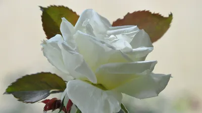 Красивая белая роза на черноте Стоковое Изображение - изображение  насчитывающей взорвать, лепестки: 49676855