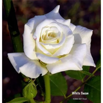 Купить саженцы розы Белый Лебедь доставка почтой | Питомник саженцев «КФХ  Фруктовый сад»