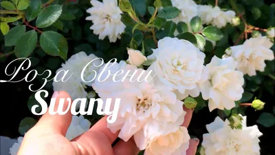 Белая роза акварель свадебное пятно фон Обои Изображение для бесплатной  загрузки - Pngtree