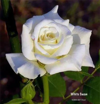 Красивые розы. Белый лебедь в моем саду, нежная “Swany”💕 - YouTube