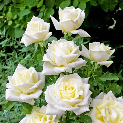 81 белая роза с розовой буквой - сердце за 16 290 руб. | Бесплатная  доставка цветов по Москве