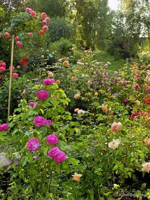 Красивые белые розы (149 фото) »