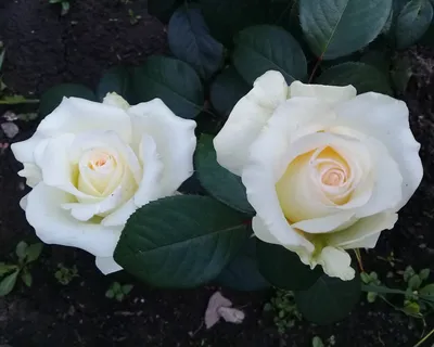 Ах, эти розы... | Цветущий сад Татьяны | Дзен