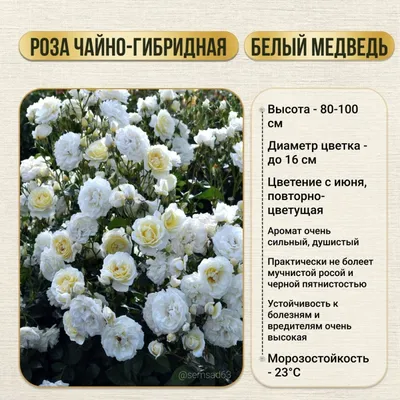 Роза Rósa White Bear - купить саженцы цветов в интернет-магазине «Сады  Семирамиды»