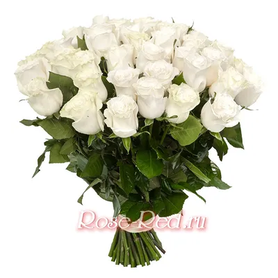 Роза белая 50см - Букеты цветов - Бийск - Цветочный магазин Ксения
